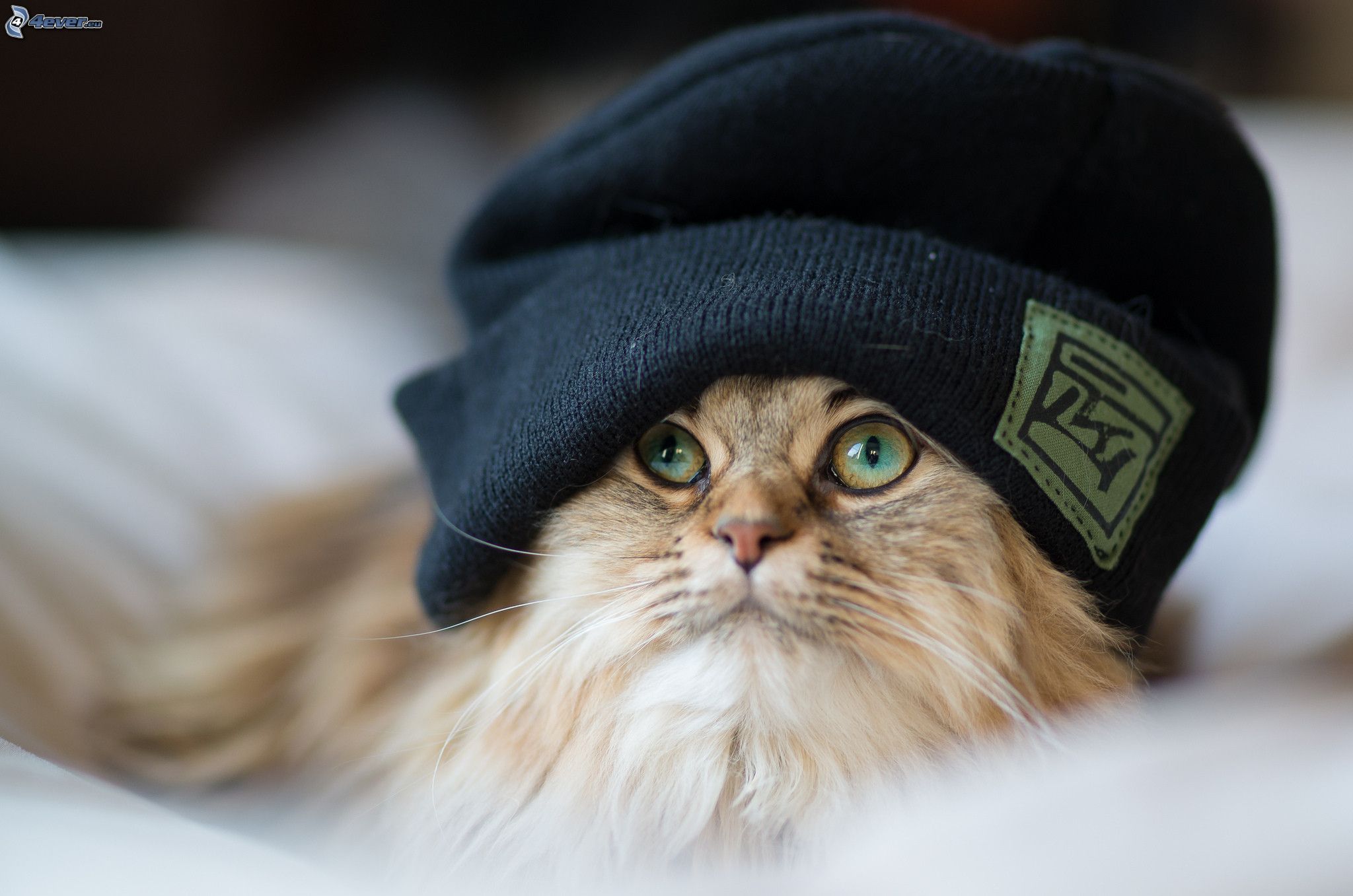 Gatto con il cappello