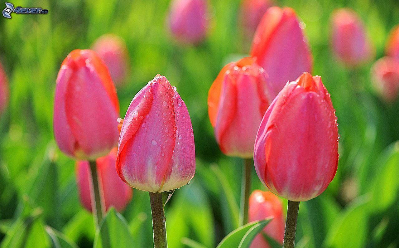 Rose tulipani
